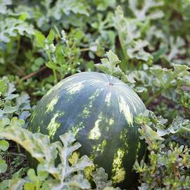 A Watermelon Still On The Vine by Jennifer Martine