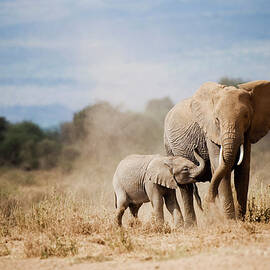 African Elephant Mother And Calf by Mike Hill