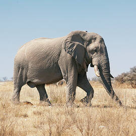 African Elephant On Savannah by Bjarte Rettedal