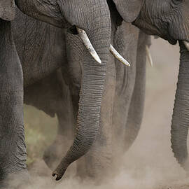 African Elephants Dust Bathing by Anup Shah