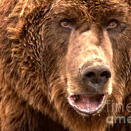 Alaskan Grizzly Closeup by Adam Jewell