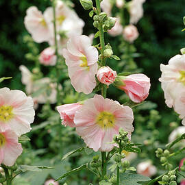 Alcea Ficifolia hollyhock by Thomas Engelhardt