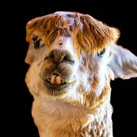 Alpaca What