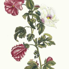 Althea by Maria Sibylla Merian
