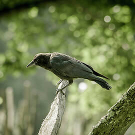 American Crow by Joe Leone