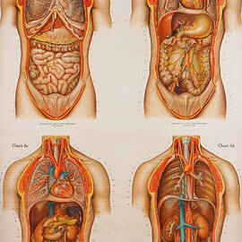 American Frohse Anatomical Wallcharts, Plate 2 by Print Collection