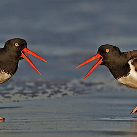 American Oystercatchers by Susan Candelario