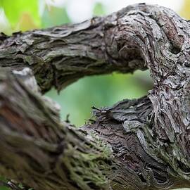 An Ancient Grape Vine by Imagerie