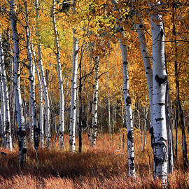 An Aspen Grove In Autumn With Orange by Denny35463
