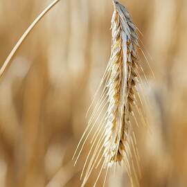 An Ear Of Rye In The Field close-up by Feig & Feig