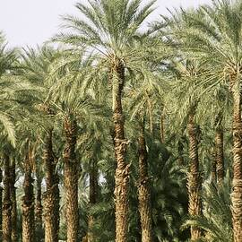 An Oasis Of Palm Trees In The Desert by George Rose