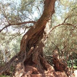 An Old Olive Tree In North Africa by Arras, Klaus