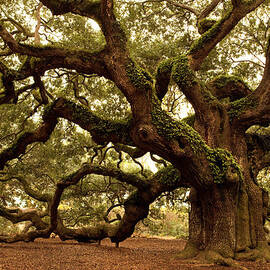 Ancient Angel Oak Near Charleston by Pgiam