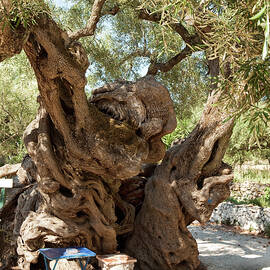 Ancient Olive Tree In The Village Exo Hora, Zakynthos, Ionian Islands, Greece by Florian Stern