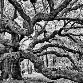 Angel Oak Tree Black - White by Louis Dallara