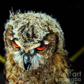 Angry bird by Bruce Block