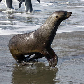 Antarctic Fur Seal And King Penguins, Arctocephalus Gazella, Aptenodytes Patagonicus, St. Andrews Bay, South Georgia, Antarctic by Konrad Wothe