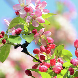 Apple Tree Blossom by Uwe Niehuus