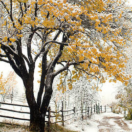 Apricot Tree In Autumn During Snowstorm by John P Kelly