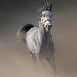 Arabian Horse Running Through Dust by Christiana Stawski