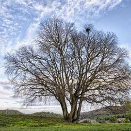 Arbol En Invierno by Jose A. Bernat Bacete