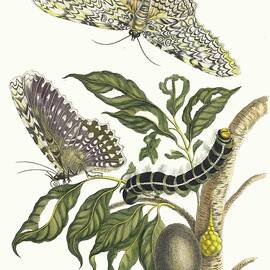 Arbre De Gomme-gutte by Maria Sibylla Merian