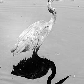 Artistic Portrait Of The Great Blue Heron by Laura Diez