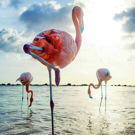 Aruba, Flamingobeach by Lode Greven Photography