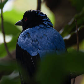 Asian Fairy Bluebird portrait by Flees Photos