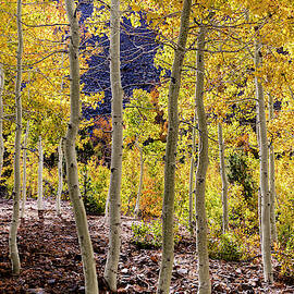 Aspen Grove by Kelley King