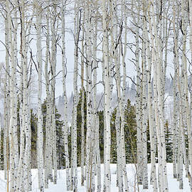 Aspens In Winter by Adventure photo