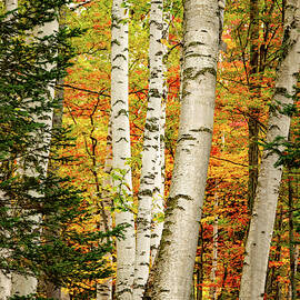 Autumn Birch by Jeff Sinon