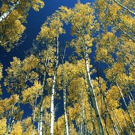 Autumn In Targhee Nat'l Park, Idaho by Awc Images