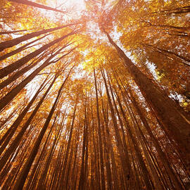 Autumn Orange Tree In The Forest - Low by Franckreporter