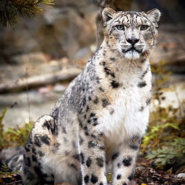 AutumnalLeopard by Chris Boulton