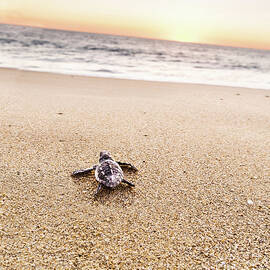 Baby Turtle, Baja California Sur, Mexico by Giovanni Simeone