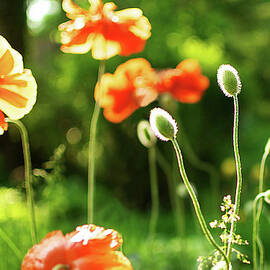 Back Lit Orange Poppy Blossoms And Buds by Melissa Ross