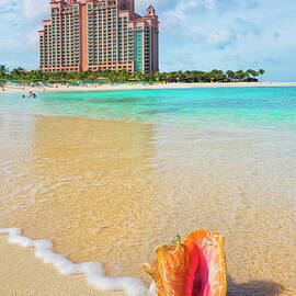Bahamas, Paradise Island, Caribbean Sea, Atlantic Ocean, Caribbean, Queen Conch Shell On The Cove Beach Of The Atlantis Resort by Pietro Canali