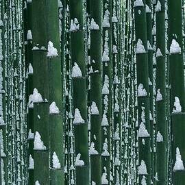 Bamboo Grove In Winter by Imagenavi