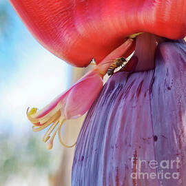 Banana flower close-up with a bee by Tatiana Travelways