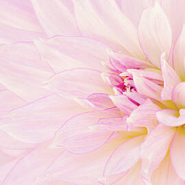 Barely There Dahlia by Mary Jo Allen
