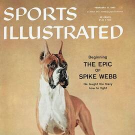 Beware Of This Dog Pit Bull Terrier Sports Illustrated Cover by