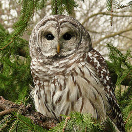 Barred Owl by Karen Von Knobloch Photographerkaren