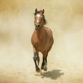 Bay Horse Galloping In Dust by Christiana Stawski