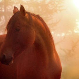 Bay Horse In Fog At Sunrise by Anne Louise Macdonald Of Hug A Horse Farm
