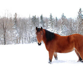 Bay Horse Standing Alone In Deep Snow by Anne Louise Macdonald Of Hug A Horse Farm