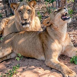 Beauty in the African Bush by Marcy Wielfaert