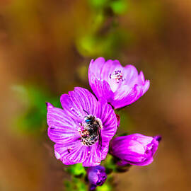 Bee in a checker mallow wildflower by Bruce Block