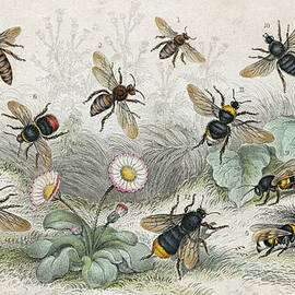 Bees In Colour by Hulton Archive