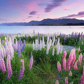 Berry Dawn At Lake Tekapo, New Zealand by Atomiczen